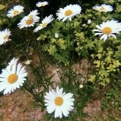 菊花微信头像图片大全女生版唯美菊花头像高清图片 菊花微信头像图片大全女生版唯美菊花头像高清图片