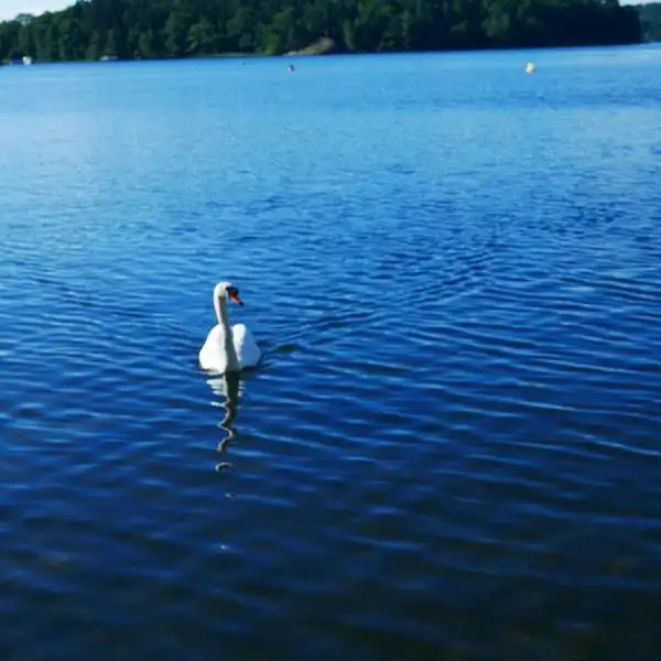  2018皇后岛宫门票,斯德哥尔摩皇后岛宫游玩攻略,皇后岛宫游览攻略路线地址门票价格