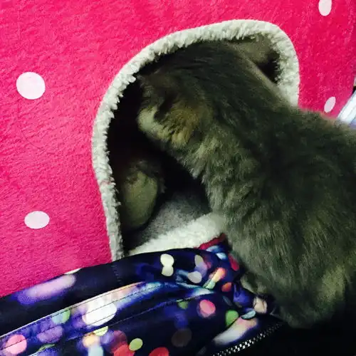  情人节那天刚买的小猫,为什么死活不肯睡自己的猫窝呢我还专门把他以前在店里睡的垫子买回来了