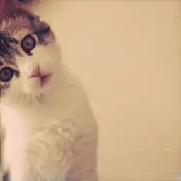  好看的猫咪酱唯美图片分享