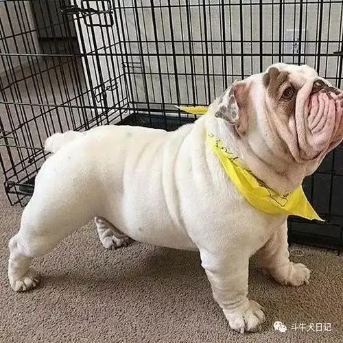  这些萌宠图片绝对是牛圈的一股清流,斗牛犬都是靠颜值吃饭宠物萌宠斗牛犬图片