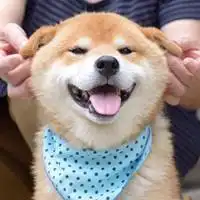  柴犬头像高清逗比头像柴犬逗比情侣头像