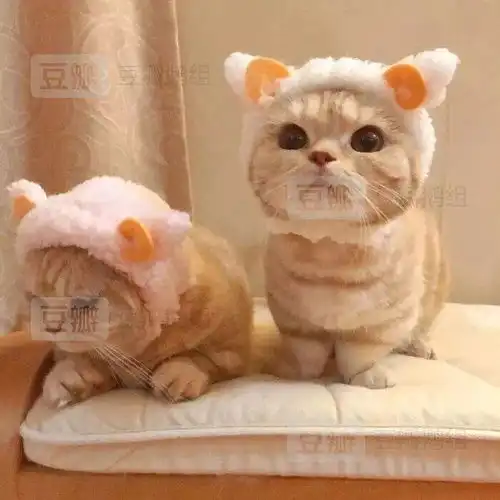 头像猫咪图片情侣头像头