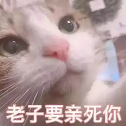  全新猫咪表情包,拿走不谢