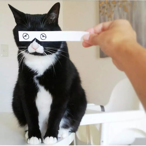  一只用鼻子发射爱心的奶牛猫,模样可爱又魔性