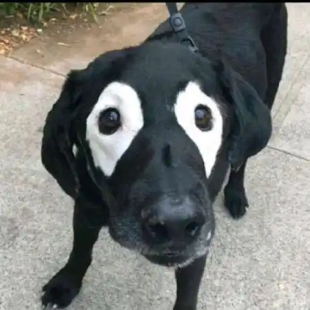  沙雕情头搞笑,数量多动物人物都有