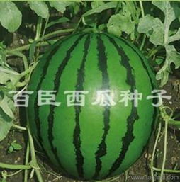  抗病甜瓜种子采购价格厂家图片