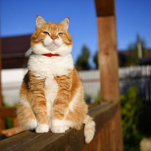  萌你一脸十只橘猫九只胖,还有一只压倒炕