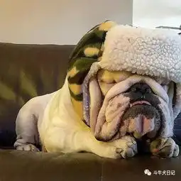  萌宠图片可爱到爆的斗牛犬,每一张都适合做头像