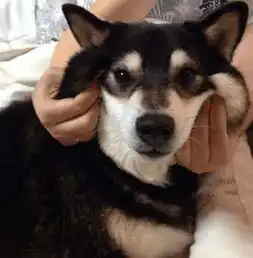  当哈士奇遇到柴犬,神他妈的相似哈哈哈哈哈哈嗝
