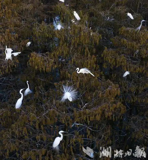  白鹭也开屏宛如白衣仙子