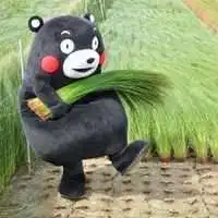  熊本熊和布朗熊头像微信头像图片大全
