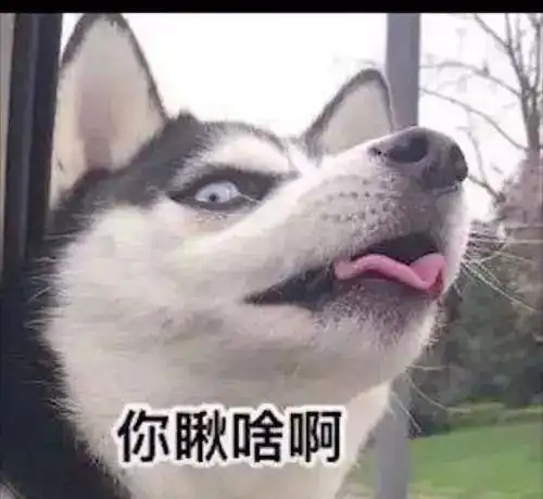哈士奇和柴犬情侣头像别