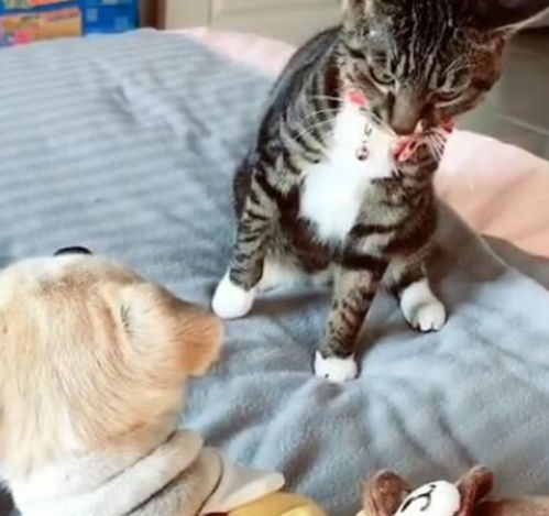  猫咪看不惯狗子得宠,一爪子就呼了上去,场面让主人哭笑不得