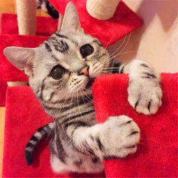  悲伤脸小猫咪在国外火了,人们都希望这只猫能够开心一点