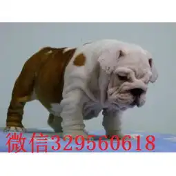  淄博哪里有卖斗牛犬的纯种英国斗牛犬出售斗牛犬图片高品质英国斗牛犬幼犬