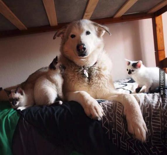 情侣头像猫猫狗狗小猫