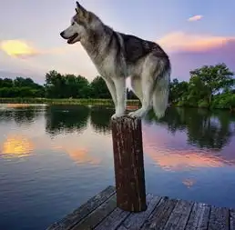  美男子带爱犬户外探险体验疯狂高清组图