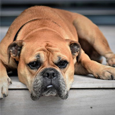  斗牛犬头像,呆萌可爱的斗牛犬图片