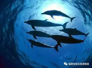  旅行者毛里求斯情侣们的最好的时光