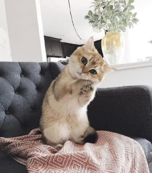  猫咪疯狂求摸不为所动两脚兽,你的心是石头做的吗