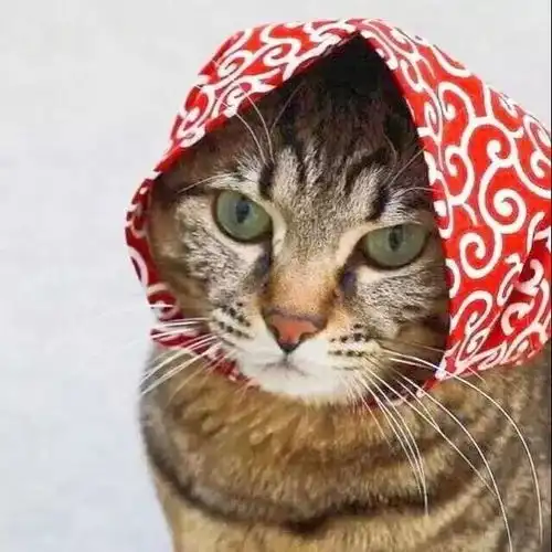  头像与甜相伴,与苦和解