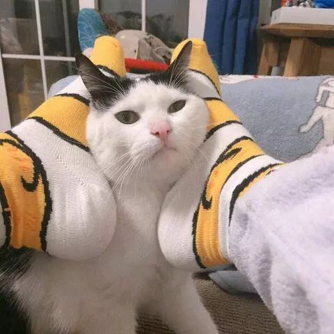 情侣头像猫猫狗狗日本一