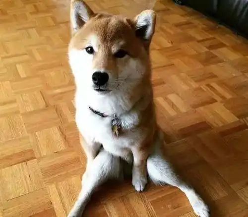  为这样的柴犬心醉,可爱乖巧又忠诚