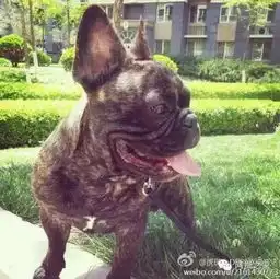  宋喆被人肉,黑客教你如何保护个人信息