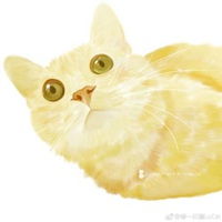  橘猫情侣头像一左一右柴犬和橘猫的情侣头像