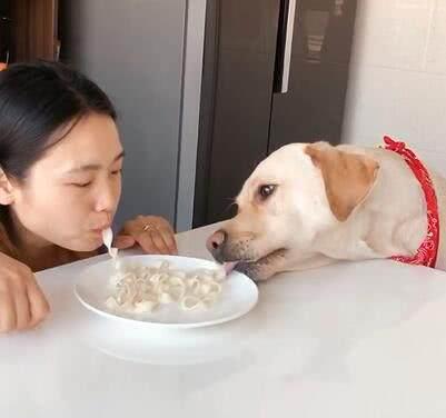 女主人跟狗狗合吃一根面,狗狗吃面的速度真快,狗狗我还没吃饱