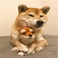 哈士奇和柴犬情侣头像下