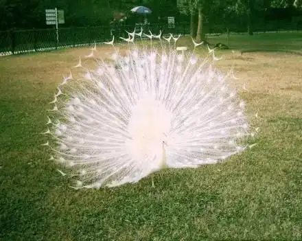  中国仅存的一只白孔雀开屏全过程美爆了