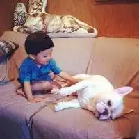  斗牛犬情侣头像一对微信头像图片大全