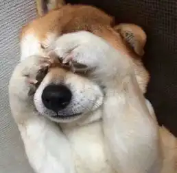  粉丝发明星美颜照,袁咏仪回了个作呕表情,舒淇更绝