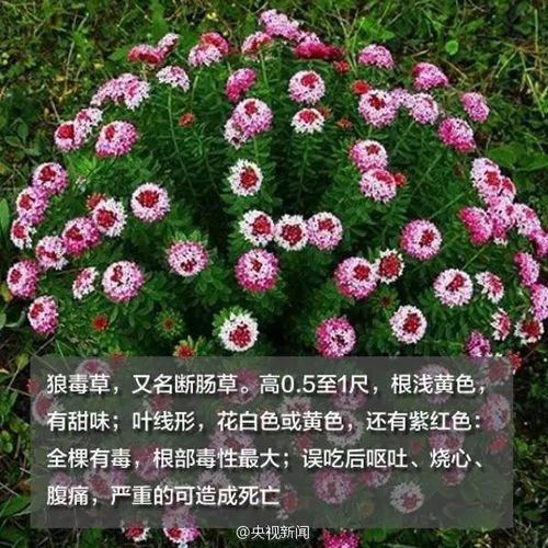  吃完野菜第二天脸肿成猪头野菜怎么吃你知道吗