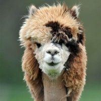  动漫草泥马头像微信头像图片大全