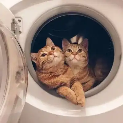 可爱软萌动物情侣头像好看的萌宠情头大全 可爱软萌动物情侣头像好看的萌宠情头大全