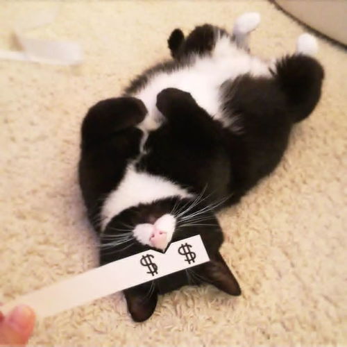  一只用鼻子发射爱心的奶牛猫,模样可爱又魔性