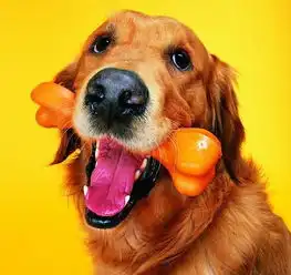  别以为狗狗吃洋葱是小事,分分钟尿血