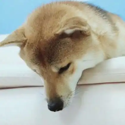  一左一右猫狗情侣头像