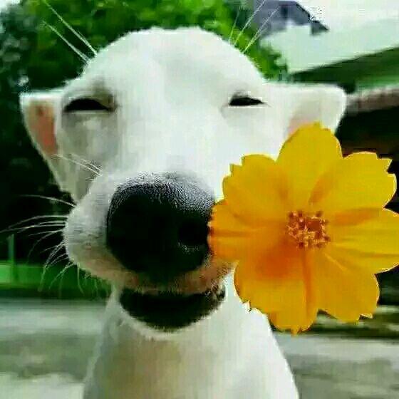 斗牛犬情侣头像有爱
