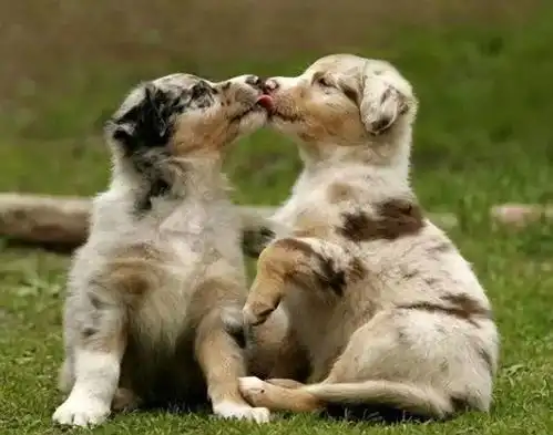  今天国际接吻日偶们来打个kiss呗