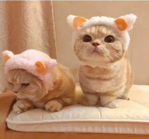  猫咪大叫的5个原因,铲屎官别错怪主子了