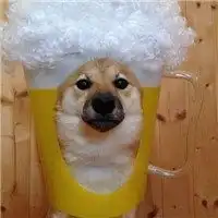  小柴犬头像图片大全微信头像图片大全