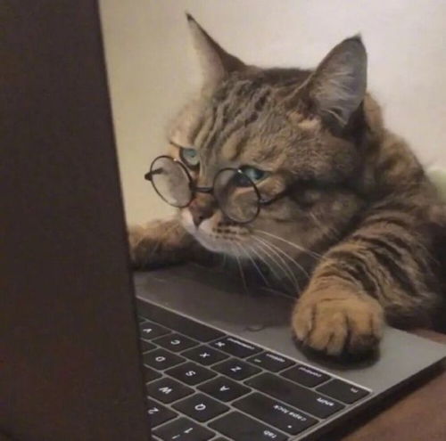  情头可爱猫咪情侣头像