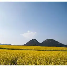  2020罗平油菜花景区门票,罗平罗平油菜花景区游玩攻略,罗平油菜花景区游览攻略路线地址门票价格