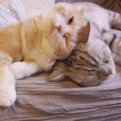  猫系列的情侣头像一左一右2020年两个猫咪的情头超萌版