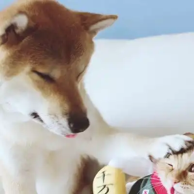 猫狗情侣头像一左一右最新微信萌宠情侣头像搞怪可爱 猫狗情侣头像一左一右最新微信萌宠情侣头像搞怪可爱