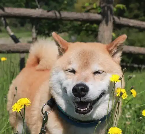  汪星人中可能威胁到哈士奇王者地位的宠物狗狗柴犬图集